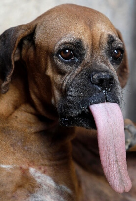 DOG TONGUE