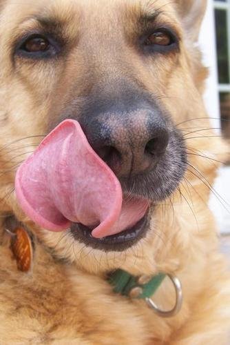 DOG TONGUE