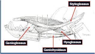 DOG TONGUE MUSCLES