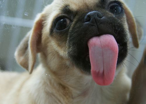 DOG TONGUE