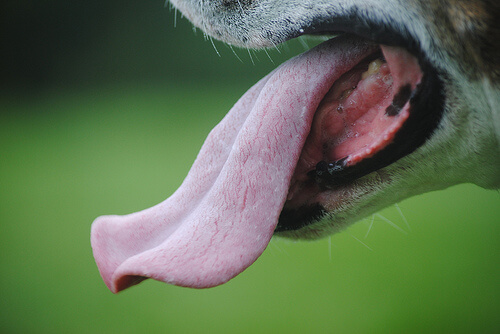 DOG TONGUE