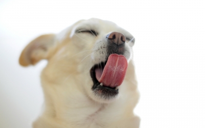 DOG TONGUE