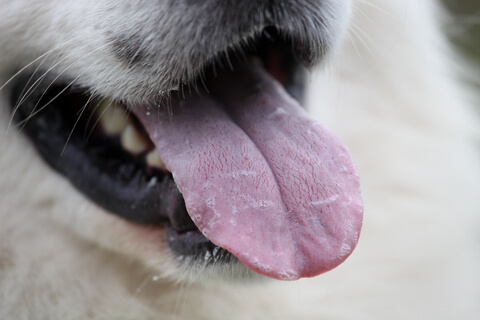 DOG TONGUE