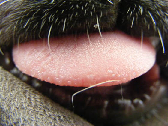 DOG TONGUE