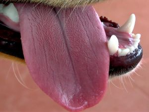 DOG TONGUE