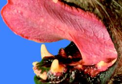 DOG TONGUE