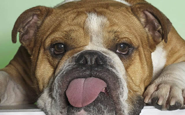 DOG TONGUE