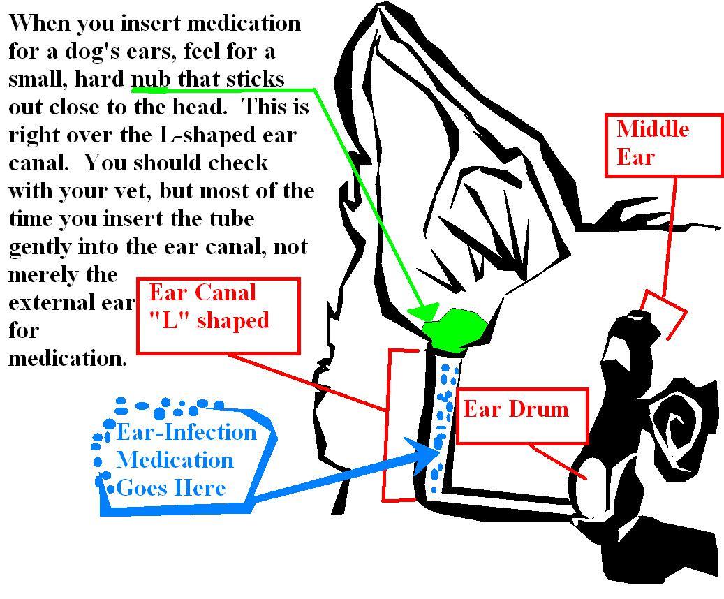 HOW TO CLEAN DOG EARS