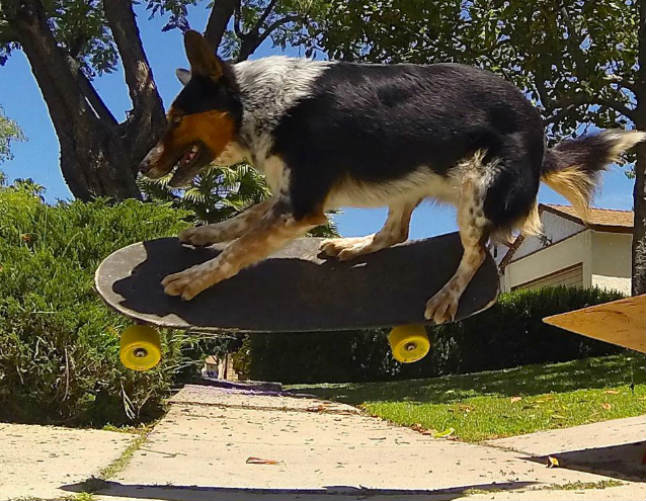 TEACH YOUR DOG PARKOUR