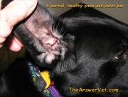 Cleaning dog's ears - NORMAL EAR