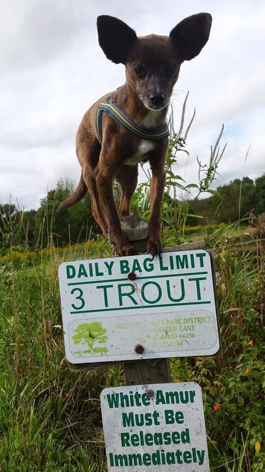 TEACH YOUR DOG PARKOUR