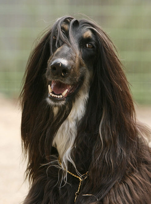 This photo is courtesy of Jang Goo Lee Byu - The First cloned Dog - Snuppy - History of Dog Cloning