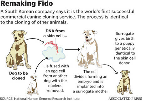 This photo is courtesy of Jang Goo Lee Byu - The First cloned Dog - Snuppy - History of Dog Cloning