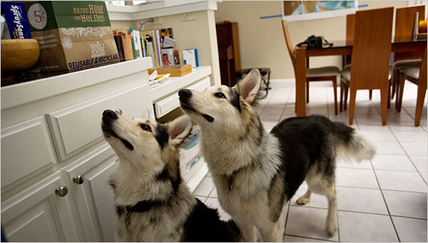 This photo is courtesy of Jang Goo Lee Byu - The First cloned Dog - Snuppy - History of Dog Cloning