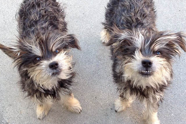 Dog Clone, Clone of the Dog, cloned Puppy and Dog