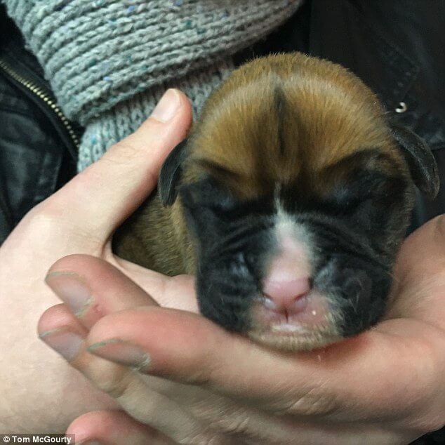 DYLAN - GREAT BRITAIN CLONED DOG