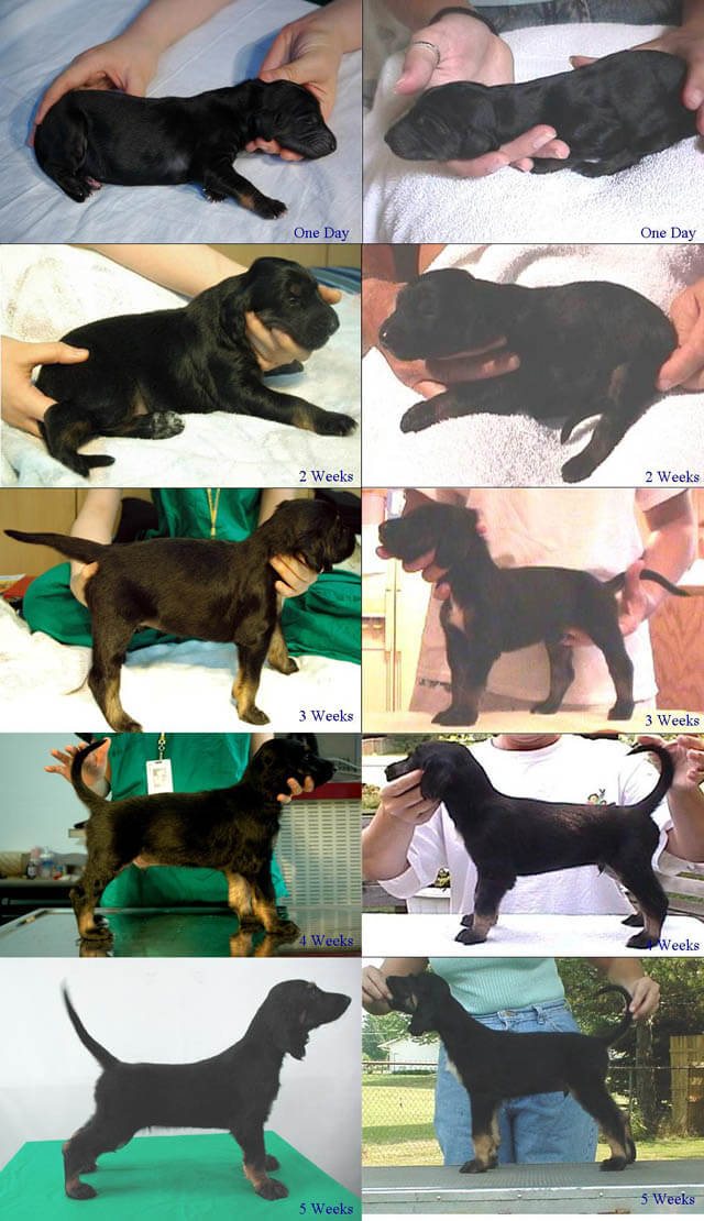 The History of Dog Cloning and First cloned Dogs