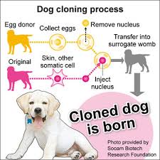 Dog Clone, Clone of the Dog, cloned Puppy and Dog