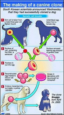 The History of Dog Cloning