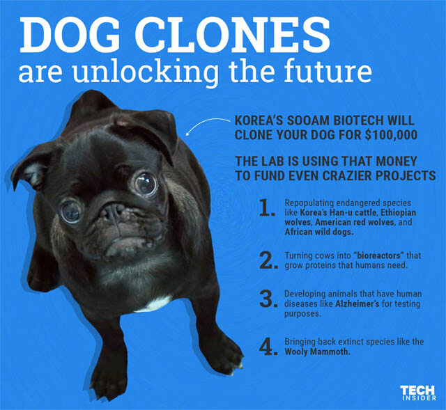 Fekuda's Momotan Cloned Pug.