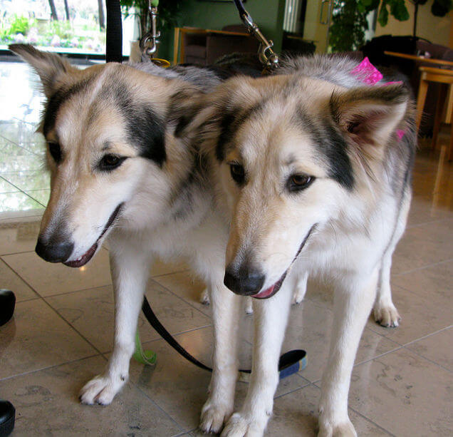 Dog CLoning Pups