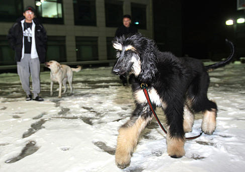 This photo is courtesy of Jang Goo Lee Byu - The First cloned Dog - Snuppy - History of Dog Cloning