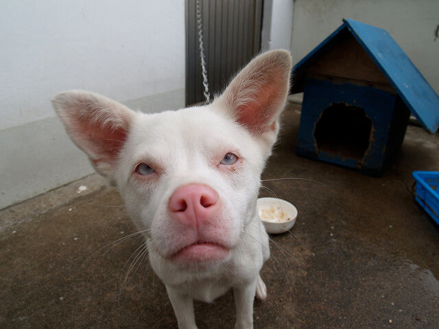 ALBINO and WHITE DOG & PUPPY NAMES