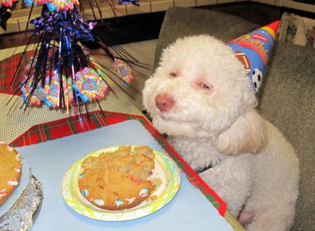 ALBINO GENE in DOG & HUMAN