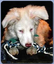 HOW TO DETERMINE DEAFNESS in DOGS, HOW TO KNOW IF MY DOG IS DEAF?