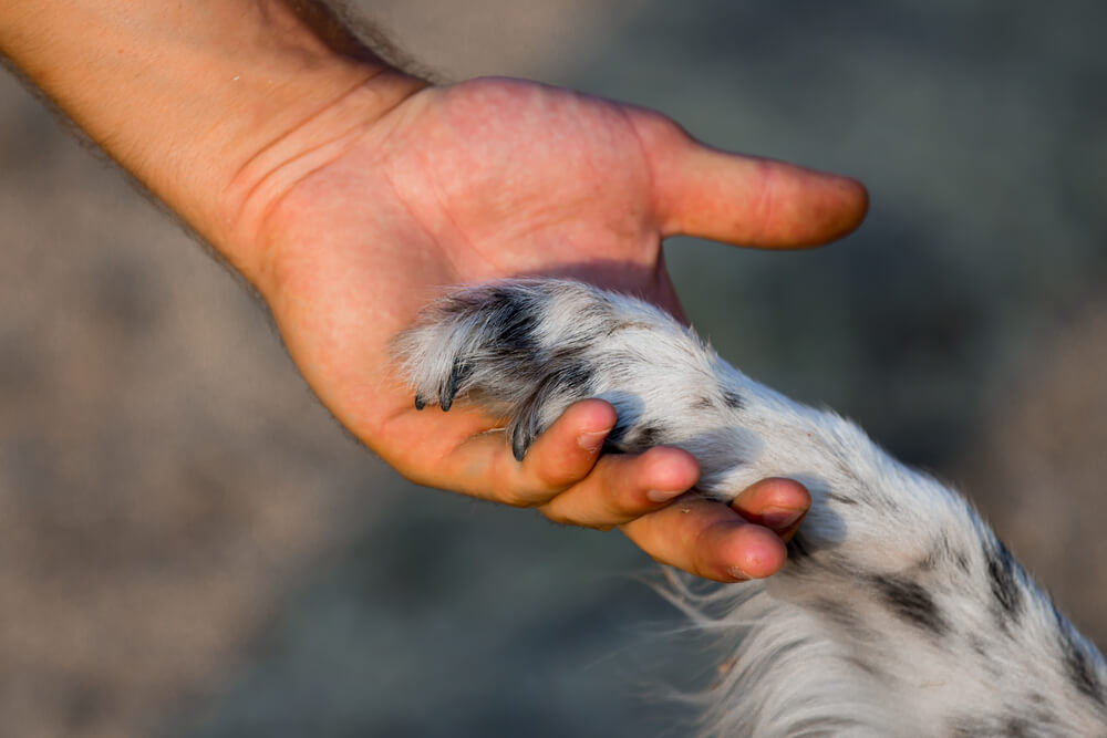 DEAF DOG and PUPPY TRAINING TIPS, TRICKS TECHNIQUES