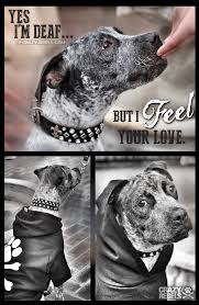 DEAF DOG and PUPPY, DEAFNESS in DOGS - CLICKER TRAINING