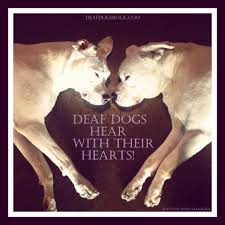 DEAF DOG and PUPPY, DEAFNESS in DOGS - CLICKER TRAINING