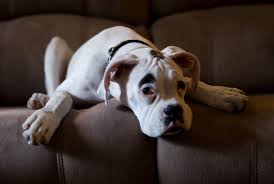 DEAF DOG and PUPPY, DEAFNESS in DOGS, CLICKER TRAINING