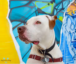 DEAFNESS in DOGS and PUPPIES: TIPS