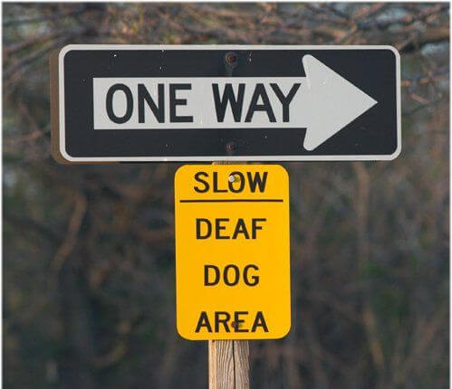 DEAF DOG and PUPPY, DEAFNESS in DOGS