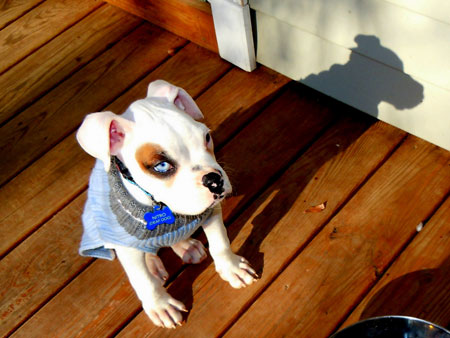 DEAF DOG and PUPPY, DEAFNESS in DOGS