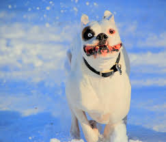 DEAF DOG and PUPPY, DEAFNESS in DOGS
