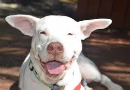 DEAF DOG and PUPPY, DEAFNESS in DOGS