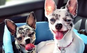 DEAF DOG and PUPPY, DEAFNESS in DOGS