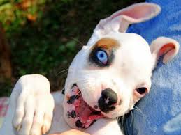 HOW TO COMMUNICATE WITH DEAF DOGS - DEAFNESS in DOGS and PUPPIES