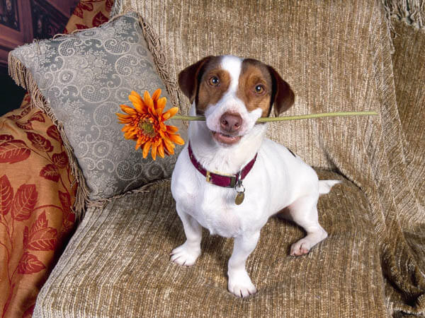 DEAF DOG and PUPPY TRAINING TIPS, TRICKS TECHNIQUES