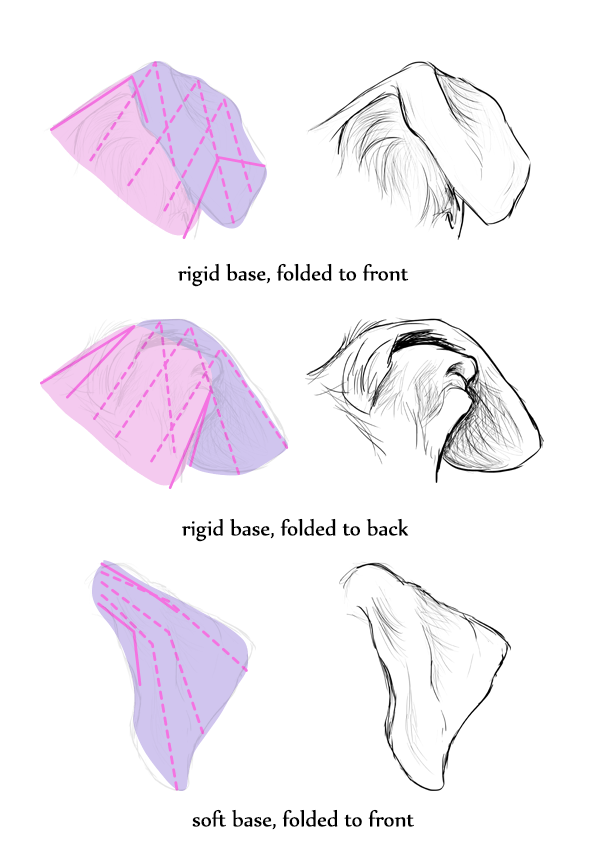 DOG PUPPY EARS SHAPES TYPES & VARIATIONS