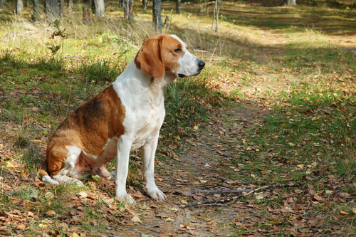 The 15 Dog breeds with best sense of smell