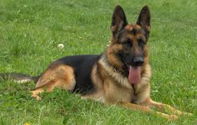 The 15 Dog breeds with best sense of smell