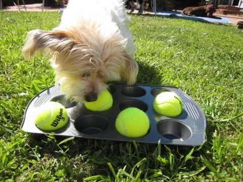 dog and puppy toy