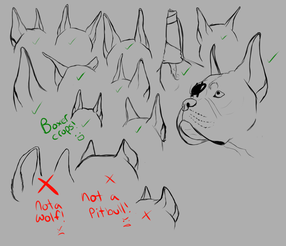 DOG EAR CROPPING