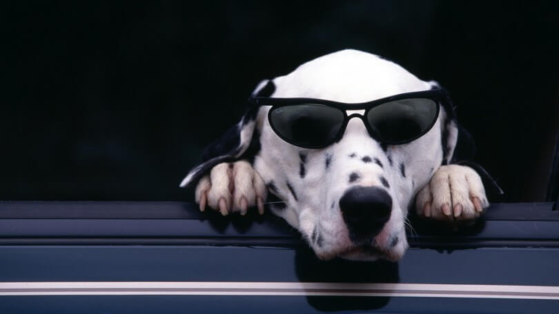 BLINDNESS IN DOGS SYMPTOMS - BLIND DOGS and PUPPIES