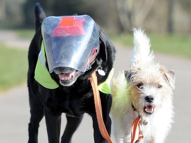 DOG VISION and EYES
