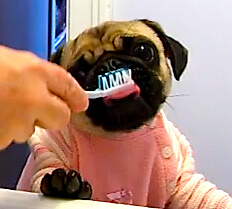 BEST DOG AND PUPPY TEETH CLEANING REMEDIES and PRODUCTS