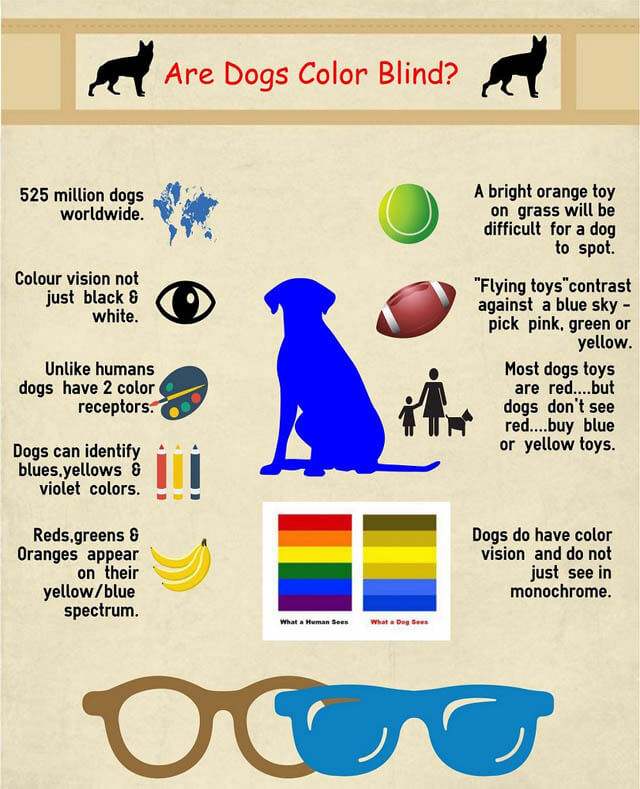 DOG VISION and EYES - TEST & EXAMES, DETECTION OF VISION LOSS